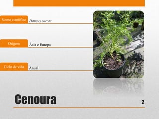 Cenoura
Daucus carotaNome científico
Ásia e EuropaOrigem
AnualCiclo de vida
2
 
