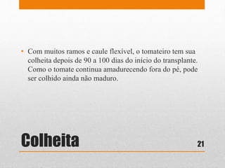 Colheita
• Com muitos ramos e caule flexível, o tomateiro tem sua
colheita depois de 90 a 100 dias do início do transplante.
Como o tomate continua amadurecendo fora do pé, pode
ser colhido ainda não maduro.
21
 