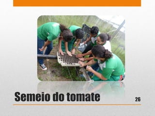 Semeio do tomate 26
 