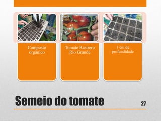 Semeio do tomate
Composto
orgânico
Tomate Rastrero
Rio Grande
1 cm de
profundidade
27
 
