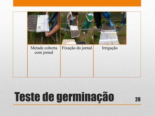 Teste de germinação
Metade coberta
com jornal
Fixação do jornal Irrigação
28
 