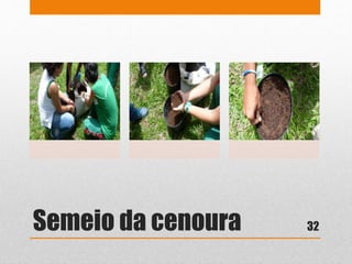 Semeio da cenoura 32
 