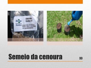 Semeio da cenoura 33
 