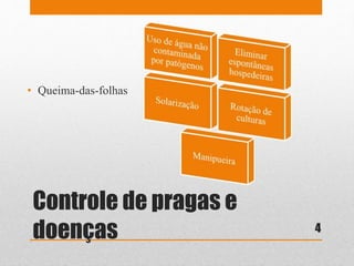 Controle de pragas e
doenças
• Queima-das-folhas
4
 
