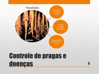 Controle de pragas e
doenças
Plantio de
sementetes
sadias
Evitar
umidade
excessiva
Espaçamentos
maiores entre as
linhas
Nematóides
5
 