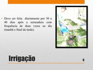 Irrigação
• Deve ser feita diariamente por 30 a
40 dias após a semeadura com
frequência de duas vezes ao dia
(manhã e final da tarde).
6
 