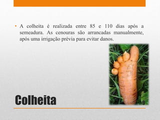 Colheita
• A colheita é realizada entre 85 e 110 dias após a
semeadura. As cenouras são arrancadas manualmente,
após uma irrigação prévia para evitar danos.
9
 