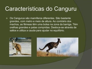 Características do Canguru
   Os Cangurus são mamíferos diferentes. São bastante
    grandes, com metro e meio de altura. Ao contrário dos
    machos, as fêmeas têm uma bolsa na zona da barriga. Têm
    orelhas grandes e patas compridas. Desloca-se através de
    saltos e utiliza a cauda para ajudar no equilíbrio.
 