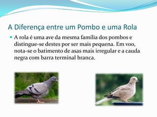 A Diferença entre um Pombo e uma Rola
 A rola é uma ave da mesma família dos pombos e
 distingue-se destes por ser mais pequena. Em voo,
 nota-se o batimento de asas mais irregular e a cauda
 negra com barra terminal branca.
 