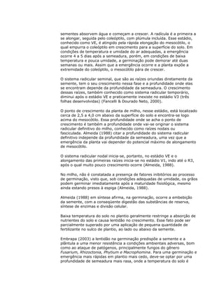 sementes absorvem água e começam a crescer. A radícula é a primeira a
se alongar, seguida pelo coleóptilo, com plúmula incluída. Esse estádio,
conhecido como VE, é atingido pela rápida elongação do mesocótilo, o
qual empurra o coleóptilo em crescimento para a superfície do solo. Em
condições de temperatura e umidade do ar adequadas, a emergência
ocorre 4 a 5 dias após a semeadura, porém, em condições de baixa
temperatura e pouca umidade, a germinação pode demorar até duas
semanas ou mais. Assim que a emergência ocorre e a planta expõe a
extremidade do coleóptilo, o mesocótilo pára de crescer.
O sistema radicular seminal, que são as raízes oriundas diretamente da
semente, tem o seu crescimento nessa fase e a profundidade onde elas
se encontram depende da profundidade da semeadura. O crescimento
dessas raízes, também conhecido como sistema radicular temporário,
diminui após o estádio VE e praticamente inexiste no estádio V3 (três
folhas desenvolvidas) (Fancelli & Dourado Neto, 2000).
O ponto de crescimento da planta de milho, nesse estádio, está localizado
cerca de 2,5 a 4,0 cm abaixo da superfície do solo e encontra-se logo
acima do mesocótilo. Essa profundidade onde se acha o ponto de
crescimento é também a profundidade onde vai-se originar o sistema
radicular definitivo do milho, conhecido como raízes nodais ou
fasciculada. Almeida (1988) citar a profundidade do sistema radicular
definitivo independe da profundidade da semeadura, uma vez que a
emergência da planta vai depender do potencial máximo de alongamento
de mesocótilo.
O sistema radicular nodal inicia-se, portanto, no estádio VE e o
alongamento das primeiras raízes inicia-se no estádio V1, indo até o R3,
após o qual muito pouco crescimento ocorre (Almeida, 1988).
No milho, não é constatada a presença de fatores inibitórios ao processo
de germinação, visto que, sob condições adequadas de umidade, os grãos
podem germinar imediatamente após a maturidade fisiológica, mesmo
ainda estando presos à espiga (Almeida, 1988).
Almeida (1988) em síntese afirma, na germinação, ocorre a embebição
da semente, com a conseqüente digestão das substâncias de reserva,
síntese de enzimas e divisão celular.
Baixa temperatura do solo no plantio geralmente restringe a absorção de
nutrientes do solo e causa lentidão no crescimento. Esse fato pode ser
parcialmente superado por uma aplicação de pequena quantidade de
fertilizante no sulco de plantio, ao lado ou abaixo da semente.
Embrapa (2003) a lentidão na germinação predispõe a semente e a
plântula a uma menor resistência a condições ambientais adversas, bom
como ao ataque de patógenos, principalmente fungos do gênero
Fusarium, Rhizoctonia, Phytium e Macrophomina. Para uma germinação e
emergência mais rápidas em plantio mais cedo, deve-se optar por uma
profundidade de semeadura mais rasa, onde a temperatura do solo é

 