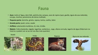 Fauna
• Aves: melro-d ’água, dom-fafe, petinha dos campos, aves de rapina (açor, gavião, águia-de-asa-redonda),
corujas, mochos, peneireiros-de-dorso-malhado.
• Pequeno porte: doninha, gineto, raposa, lontra, coelho, lebre
• Grande porte: javali, corso, veado
• Anfíbios: salamandra lusitânica, rã, rela, trintão.
• Répteis: Cobra-bastarda, cágado, lagartixa, sardanisca , osga, víbora-cornuda, lagarto-de-água (hibernam no
Inverno e podem ver-se ao sol nos dias mais quentes)

Veado

Tritão

Raposa

Águia de asa redonda

 