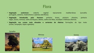 Flora
• Vegetação
autóctone:
coberto
vegetal
português, sobreiro, medronheiro e plantas odoríferas).

tipicamente

mediterrâneo

(carvalho

• Vegetação
introduzida
pelo
Homem:
pinheiro
bravo,
pinheiro
silvestre,
negro, acácia, mimosa, cedro do Buçaco, abetos, cedros do Atlas, eucalipto e folhosas diversas.
• Vegetação nos cumes mais elevados
(urzais, carquejais, tojais e giestais).

e

vertentes

de

ribeiras:

formações

do

pinheiro
tipo

Carvalho
Mimosa

Giestas

mato

 