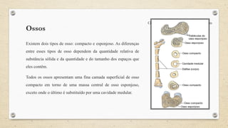 Ossos
Clique no ícone para adicionar uma imagem
Existem dois tipos de osso: compacto e esponjoso. As diferenças
entre esses tipos de osso dependem da quantidade relativa de
substância sólida e da quantidade e do tamanho dos espaços que
eles contêm.
Todos os ossos apresentam uma fina camada superficial de osso
compacto em torno de uma massa central de osso esponjoso,
exceto onde o último é substituído por uma cavidade medular.
 