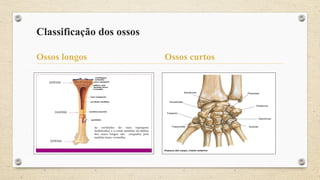 Classificação dos ossos
Ossos longos Ossos curtos
 