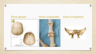 Ossos planos Ossos sesamoides Ossos irregulares
 