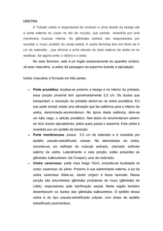 URETRA
A Tubular uretra é responsável de conduzir a urina desde da bexiga até
a parte externa do corpo no ato de micção, sua parede revestida por uma
membrana mucosa interna. As glândulas uretrais são responsáveis por
secretar o muco protetor do canal uretral. A uretra feminina tem em torno de 4
cm de extensão , que elimina a urina através do óstio externo da uretra no no
vestíbulo da vagina entre o clitóris e o óstio.
No sexo feminino, este é um órgão exclusivamente do aparelho urinário.
Já sexo masculino, a uretra dá passagem ao esperma durante a ejaculação.
Uretra masculina é formada em três partes:
 Parte prostática: localiza-se próximo a bexiga e no interior da próstata,
essa porção proximal tem aproximadamente 2,5 cm. Os ductos que
transportam a secreção da próstata abrem-se na uretra prostática. Em
sua parte dorsal, existe uma elevação que faz saliência para o interior da
uretra, denominada verumontanum. No ápice desta saliência, abre-se
um tubo cego, o utrículo prostático. Nos lados do verumontanum abrem-
se dois ductos ejaculadores, pelos quais passa o esperma. Esta uretra é
revestida por um epitélio de transição.
 Parte membranosa: possui 0,5 cm de extensão e é revestida por
epitélio pseudo-estratificado colunar. Na xtremidades da uretra,
encontra-se um esfíncter de músculo estriado, chamado esfíncter
externo da uretra. Lateralmente a esta porção, estão presentes as
glândulas bulbouretrais (de Cowper), uma de cada lado.
 Uretra cavernosa: parte mais longa 15cm, encontra-se localizada no
corpo cavernoso do pênis. Próximo à sua extremidade externa, a luz da
uretra cavernosa dilata-se, dando origem à fossa navicular. Nessa
porção são encontradas glândulas produtoras de muco (glândulas de
Littré), responsáveis pela lubrificação sexual. Nesta região também
desembocam os ductos das glândulas bulbouretrais. O epitélio dessa
uretra é do tipo pseudo-estratificado colunar, com áreas de epitélio
estratificado pavimentoso.
 