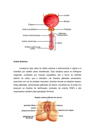 Uretra feminino
Localiza-se logo atrás da sínfise pubiana e anteriormente à vagina e é
revestida por epitélio plano estratificado. Esta estrutura passa no diafragma
urogenital, constituído por músculo esquelético sob a forma do esfíncter
externo da uretra, que é voluntário. Há diversas glândulas parauretrais,
parecidas com as da próstata masculina, ativadas durante as relações sexuais.
Estas glândulas, denominadas glândulas de Skene, encontram-se no ponto G e
possuem as funções de lubrificação, produção da enzima PDE5 e são
responsáveis também pela ejaculação feminina.
 