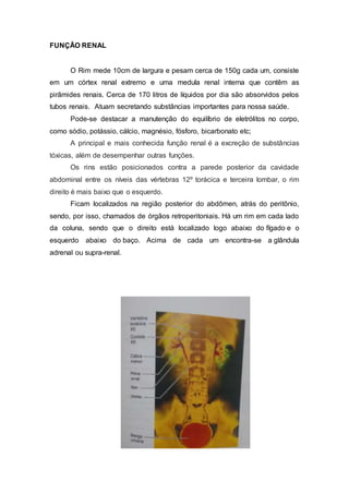 FUNÇÃO RENAL
O Rim mede 10cm de largura e pesam cerca de 150g cada um, consiste
em um córtex renal extremo e uma medula renal interna que contêm as
pirâmides renais. Cerca de 170 litros de líquidos por dia são absorvidos pelos
tubos renais. Atuam secretando substâncias importantes para nossa saúde.
Pode-se destacar a manutenção do equilíbrio de eletrólitos no corpo,
como sódio, potássio, cálcio, magnésio, fósforo, bicarbonato etc;
A principal e mais conhecida função renal é a excreção de substâncias
tóxicas, além de desempenhar outras funções.
Os rins estão posicionados contra a parede posterior da cavidade
abdominal entre os níveis das vértebras 12º torácica e terceira lombar, o rim
direito é mais baixo que o esquerdo.
Ficam localizados na região posterior do abdômen, atrás do peritônio,
sendo, por isso, chamados de órgãos retroperitoniais. Há um rim em cada lado
da coluna, sendo que o direito está localizado logo abaixo do fígado e o
esquerdo abaixo do baço. Acima de cada um encontra-se a glândula
adrenal ou supra-renal.
 