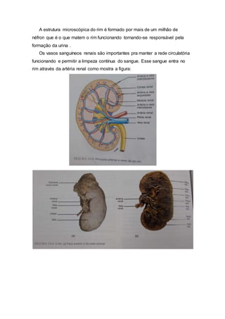 A estrutura microscópica do rim é formado por mais de um milhão de
néfron que é o que matem o rim funcionando tornando-se responsável pela
formação da urina .
Os vasos sanguíneos renais são importantes pra manter a rede circulatória
funcionando e permitir a limpeza contínua do sangue. Esse sangue entra no
rim através da artéria renal como mostra a figura:
 