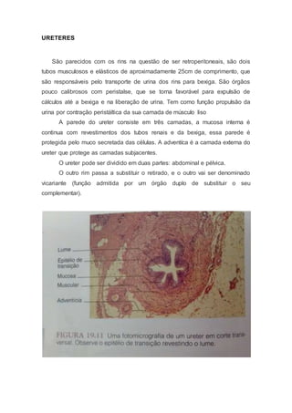 URETERES
São parecidos com os rins na questão de ser retroperitoneais, são dois
tubos musculosos e elásticos de aproximadamente 25cm de comprimento, que
são responsáveis pelo transporte de urina dos rins para bexiga. São órgãos
pouco calibrosos com peristalse, que se torna favorável para expulsão de
cálculos até a bexiga e na liberação de urina. Tem como função propulsão da
urina por contração peristáltica da sua camada de músculo liso
A parede do ureter consiste em três camadas, a mucosa interna é
continua com revestimentos dos tubos renais e da bexiga, essa parede é
protegida pelo muco secretada das células. A adventíca é a camada externa do
ureter que protege as camadas subjacentes.
O ureter pode ser dividido em duas partes: abdominal e pélvica.
O outro rim passa a substituir o retirado, e o outro vai ser denominado
vicariante (função admitida por um órgão duplo de substituir o seu
complementar).
 