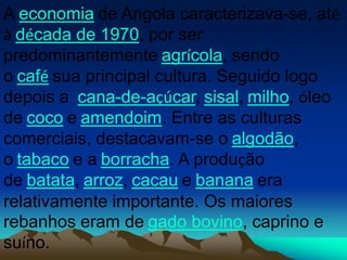 A economia de Angola caracterizava-se, até
à década de 1970, por ser
predominantemente agrícola, sendo
o café sua principal cultura. Seguido logo
depois a cana-de-açúcar, sisal, milho, óleo
de coco e amendoim. Entre as culturas
comerciais, destacavam-se o algodão,
o tabaco e a borracha. A produção
de batata, arroz, cacau e banana era
relativamente importante. Os maiores
rebanhos eram de gado bovino, caprino e
suíno.
 