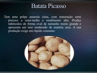 Tem uma polpa amarela clara, com maturação semi
precoce a semi-tardia e rendimento alto. Produz
tubérculos de forma oval de tamanho muito grande e
apresenta um teor moderado de matéria seca. A sua
produção exige um rápido consumo.
 
