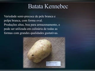 Variedade semi-precoce de pele branca e
polpa branca, com forma oval.
Produções altas, boa para armazenamento, e
pode ser utilizada em culinária de todas as
formas com grandes qualidades gustativas.
 