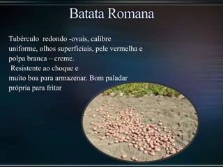 Tubérculo redondo -ovais, calibre
uniforme, olhos superficiais, pele vermelha e
polpa branca – creme.
Resistente ao choque e
muito boa para armazenar. Bom paladar
própria para fritar
 