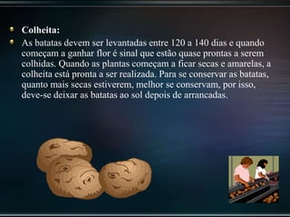 Colheita:
As batatas devem ser levantadas entre 120 a 140 dias e quando
começam a ganhar flor é sinal que estão quase prontas a serem
colhidas. Quando as plantas começam a ficar secas e amarelas, a
colheita está pronta a ser realizada. Para se conservar as batatas,
quanto mais secas estiverem, melhor se conservam, por isso,
deve-se deixar as batatas ao sol depois de arrancadas.
 