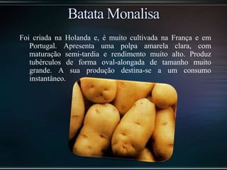 Foi criada na Holanda e, é muito cultivada na França e em
Portugal. Apresenta uma polpa amarela clara, com
maturação semi-tardia e rendimento muito alto. Produz
tubérculos de forma oval-alongada de tamanho muito
grande. A sua produção destina-se a um consumo
instantâneo.
 