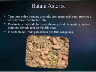 Tem uma polpa bastante amarela, com maturação semi-precoce a
semi-tardia e rendimento alto.
Produz tubérculos de forma oval-alongada de tamanho grande e
com um elevado teor de matéria seca.
É bastante utilizada para batata pré-frita congelada.
 