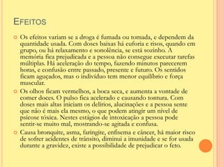 EFEITOS
   Os efeitos variam se a droga é fumada ou tomada, e dependem da
    quantidade usada. Com doses baixas há euforia e risos, quando em
    grupo, ou há relaxamento e sonolência, se está sozinho. A
    memória fica prejudicada e a pessoa não consegue executar tarefas
    múltiplas. Há aceleração do tempo, fazendo minutos parecerem
    horas, e confusão entre passado, presente e futuro. Os sentidos
    ficam aguçados, mas o indivíduo tem menor equilíbrio e força
    muscular.
   Os olhos ficam vermelhos, a boca seca, e aumenta a vontade de
    comer doces. O pulso fica acelerado e causando tontura. Com
    doses mais altas iniciam os delírios, alucinações e a pessoa sente
    que não é mais ela mesmo, o que podem atingir um nível de
    psicose tóxica. Nestes estágios de intoxicação a pessoa pode
    sentir-se muito mal, mostrando-se agitada e confusa.
   Causa bronquite, asma, faringite, enfisema e câncer, há maior risco
    de sofrer acidentes de trânsito, diminui a imunidade e se for usada
    durante a gravidez, existe a possibilidade de prejudicar o feto.
 