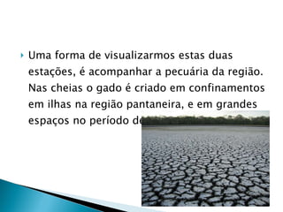 Uma forma de visualizarmos estas duas estações, é acompanhar a pecuária da região. Nas cheias o gado é criado em confinamentos em ilhas na região pantaneira, e em grandes espaços no período de seca. 