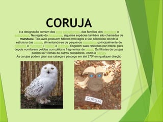 CORUJA 
é a designação comum das aves estrigiformes, das famílias dos titonídeos e 
estrigídeos. Na região do Amazonas, algumas espécies também são chamadas de 
murutucu. Tais aves possuem hábitos notívagos e voo silencioso devido à 
estrutura das penas, alimentando-se de pequenos mamíferos (principalmente de 
roedores e morcegos), insetos e aranhas. Engolem suas refeições por inteiro, para 
depois vomitarem pelotas com pêlos e fragmentos de ossos. Os filhotes de corujas 
podem ser vítimas de outros predadores, como o gavião. 
As corujas podem girar sua cabeça e pescoço em até 270º em qualquer direção 

