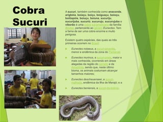 Cobra 
Sucuri 
A sucuri, também conhecida como anaconda, 
arigbóia, boiaçu, boiçu, boiguaçu, boioçu, 
boitiapóia, boiuçu, boiuna, sucuriju, 
sucurijuba, sucuriú, sucuruju, sucurujuba e 
viborão é uma cobra sul-americana da família 
Boidae, pertencente ao género Eunectes. Tem 
a fama de ser uma cobra enorme e muito 
perigosa. 
Existem quatro espécies, das quais as três 
primeiras ocorrem no Brasil: 
 Eunectes notaeus, a sucuri-amarela, 
menor e endêmica da zona do Pantanal; 
 Eunectes murinus, a sucuri-preta, maior e 
mais conhecida, ocorrendo em áreas 
alagadas da região do cerrado e da 
Amazônia, sendo que, neste último 
bioma, os animais costumam alcançar 
tamanhos maiores; 
 Eunectes deschauenseei, a sucuri-malhada, 
endêmica da Ilha de Marajó; e a 
 Eunectes beniensis, a sucuri-da-bolívia. 
 