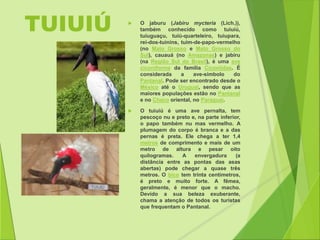 TUIUIÚ  O jaburu (Jabiru mycteria (Lich.)), 
também conhecido como tuiuiú, 
tuiuguaçu, tuiú-quarteleiro, tuiupara, 
rei-dos-tuinins, tuim-de-papo-vermelho 
(no Mato Grosso e Mato Grosso do 
Sul), cauauá (no Amazonas) e jabiru 
(na Região Sul do Brasil), é uma ave 
ciconiforme da família Ciconiidae. É 
considerada a ave-símbolo do 
Pantanal. Pode ser encontrado desde o 
México até o Uruguai, sendo que as 
maiores populações estão no Pantanal 
e no Chaco oriental, no Paraguai. 
 O tuiuiú é uma ave pernalta, tem 
pescoço nu e preto e, na parte inferior, 
o papo também nu mas vermelho. A 
plumagem do corpo é branca e a das 
pernas é preta. Ele chega a ter 1,4 
metros de comprimento e mais de um 
metro de altura e pesar oito 
quilogramas. A envergadura (a 
distância entre as pontas das asas 
abertas) pode chegar a quase três 
metros. O bico tem trinta centímetros, 
é preto e muito forte. A fêmea, 
geralmente, é menor que o macho. 
Devido a sua beleza exuberante, 
chama a atenção de todos os turistas 
que frequentam o Pantanal. 
 