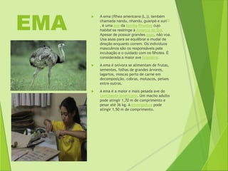 EMA  A ema (Rhea americana (L.)), também 
chamada nandu, nhandu, guaripé e xuri[2] 
, é uma ave da família Rheidae cujo 
habitat se restringe à América do Sul. 
Apesar de possuir grandes asas, não voa. 
Usa asas para se equilibrar e mudar de 
direção enquanto correm. Os indivíduos 
masculinos são os responsáveis pela 
incubação e o cuidado com os filhotes. É 
considerada a maior ave brasileira. 
 A ema é onívora se alimentam de frutas, 
sementes, folhas de grandes árvores, 
lagartos, moscas perto de carne em 
decomposição, cobras, moluscos, peixes 
entre outros. 
 A ema é a maior e mais pesada ave do 
continente americano. Um macho adulto 
pode atingir 1,70 m de comprimento e 
pesar até 36 kg. A envergadura pode 
atingir 1,50 m de comprimento. 
 