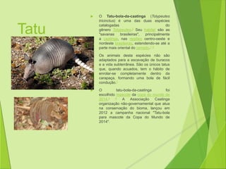 Tatu 
 O Tatu-bola-da-caatinga (Tolypeutes 
tricinctus) é uma das duas espécies 
catalogadas do 
gênero Tolypeutes.2 Seu habitat são as 
"savanas brasileiras", principalmente 
a caatinga, nas regiões centro-oeste e 
nordeste brasileiras, estendendo-se até a 
parte mais oriental do cerrado.1 3 
 Os animais desta espécies não são 
adaptados para a escavação de buracos 
e a vida subterrânea. São os únicos tatus 
que, quando acuados, tem o hábito de 
enrolar-se completamente dentro da 
carapaça, formando uma bola de fácil 
condução.1 
 O tatu-bola-da-caatinga foi 
escolhido mascote da copa do mundo de 
2014.4 5 A Associação Caatinga 
organização não-governamental que atua 
na conservação do bioma, lançou em 
2012 a campanha nacional "Tatu-bola 
para mascote da Copa do Mundo de 
2014". 
 