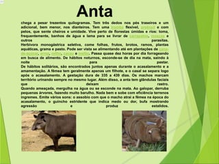 Anta 
chega a pesar trezentos quilogramas. Tem três dedos nos pés traseiros e um 
adicional, bem menor, nos dianteiros. Tem uma tromba flexível, preênsil e com 
pelos, que sente cheiros e umidade. Vive perto de florestas úmidas e rios: toma, 
frequentemente, banhos de água e lama para se livrar de carrapatos, moscas e 
outros parasitas. 
Herbívora monogástrica seletiva, come folhas, frutos, brotos, ramos, plantas 
aquáticas, grama e pasto. Pode ser vista se alimentando até em plantações de cana-de- 
açúcar, arroz, milho, cacau e melão. Passa quase dez horas por dia forrageando 
em busca de alimento. De hábitos noturnos, esconde-se de dia na mata, saindo à 
noite para pastar. 
De hábitos solitários, são encontrados juntos apenas durante o acasalamento e a 
amamentação. A fêmea tem geralmente apenas um filhote, e o casal se separa logo 
após o acasalamento. A gestação dura de 335 a 439 dias. Os machos marcam 
território urinando sempre no mesmo lugar. Além disso, a anta tem glândulas faciais 
que deixam rastro. 
Quando ameaçada, mergulha na água ou se esconde na mata. Ao galopar, derruba 
pequenas árvores, fazendo muito barulho. Nada bem e sobe com eficiência terrenos 
íngremes. Emite vários sons: o assobio com que o macho atrai a fêmea na época do 
acasalamento, o guincho estridente que indica medo ou dor, bufa mostrando 
agressão e produz estalidos. 
 