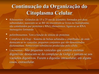 Continuação da Organização doContinuação da Organização do
Citoplasma CelularCitoplasma Celular
 Ribossomos - Grânulos de 15 a 25 nm de diâmetro, formados por duasRibossomos - Grânulos de 15 a 25 nm de diâmetro, formados por duas
subunidades; associam-se ao RE ou encontram-se livres no hialoplasma;subunidades; associam-se ao RE ou encontram-se livres no hialoplasma;
são constituídos por proteínas e RNA ribossômico; ligam-se ao RNAsão constituídos por proteínas e RNA ribossômico; ligam-se ao RNA
mensageiro formandomensageiro formando

polirribossomos. Tem a função de síntese de proteínaspolirribossomos. Tem a função de síntese de proteínas
 Complexo de Glogi - Sistema de bolsas achatadas e empilhadas, de ondeComplexo de Glogi - Sistema de bolsas achatadas e empilhadas, de onde
destacam-se as vesículas; pequenos conjuntos que são denominadosdestacam-se as vesículas; pequenos conjuntos que são denominados
dictiossomos. Armazenam substâncias produzidas pela célula.dictiossomos. Armazenam substâncias produzidas pela célula.

Lisossomos -Lisossomos - São pequenas vesículas que contêm enzimasSão pequenas vesículas que contêm enzimas
digestivas; destacam-se do complexo de Golgi e juntam-se aosdigestivas; destacam-se do complexo de Golgi e juntam-se aos
vacúolos digestivos. Fazem a digestão intracelular; em algunsvacúolos digestivos. Fazem a digestão intracelular; em alguns
casos, extracelular.casos, extracelular.
 