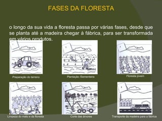 Ao longo da sua vida a floresta passa por várias fases, desde que se planta até a madeira chegar à fábrica, para ser transformada em vários produtos. FASES DA FLORESTA Preparação do terreno Floresta jovem Plantação /Sementeira Limpeza do mato e da floresta Transporte da madeira para a fábrica Corte das árvores 