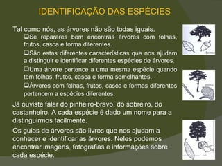 IDENTIFICAÇÃO DAS ESPÉCIES Já ouviste falar do pinheiro-bravo, do sobreiro, do castanheiro. A cada espécie é dado um nome para a distinguirmos facilmente.    Os guias de árvores são livros que nos ajudam a conhecer e identificar as árvores. Neles podemos encontrar imagens, fotografias e informações sobre cada espécie.  Tal como nós, as árvores não são todas iguais.  Se reparares bem encontras árvores com folhas, frutos, casca e forma diferentes.  São estas diferentes características que nos ajudam a distinguir e identificar diferentes espécies de árvores.  Uma árvore pertence a uma mesma espécie quando tem folhas, frutos, casca e forma semelhantes. Árvores com folhas, frutos, casca e formas diferentes pertencem a espécies diferentes .  