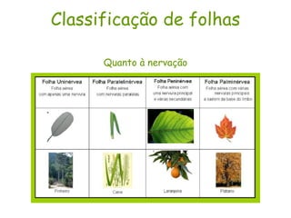 Classificação de folhas Quanto à nervação 