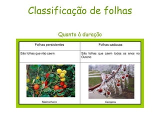 Classificação de folhas Quanto à duração 