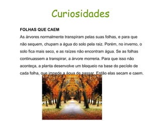 Curiosidades FOLHAS QUE CAEM As árvores normalmente transpiram pelas suas folhas, e para que não sequem, chupam a água do solo pela raiz. Porém, no inverno, o solo fica mais seco, e as raízes não encontram água. Se as folhas continuassem a transpirar, a árvore morreria. Para que isso não aconteça, a planta desenvolve um bloqueio na base do pecíolo de cada folha, que impede a água de passar. Então elas secam e caem. 
