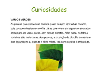 Curiosidades VÁRIOS VERDES  As plantas que crescem na sombra quase sempre têm folhas escuras, pois possuem bastante clorofila. Já as que vivem em lugares ensolarados costumam ser verde-claras, com menos clorofila. Além disso, as folhas novinhas são mais claras. Aos poucos, a produção de clorofila aumenta e elas escurecem. E, quando a folha morre, fica sem clorofila e amarelada. 