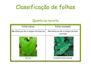 Classificação de folhas Quanto ao recorte 