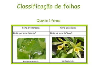 Classificação de folhas Quanto à forma 