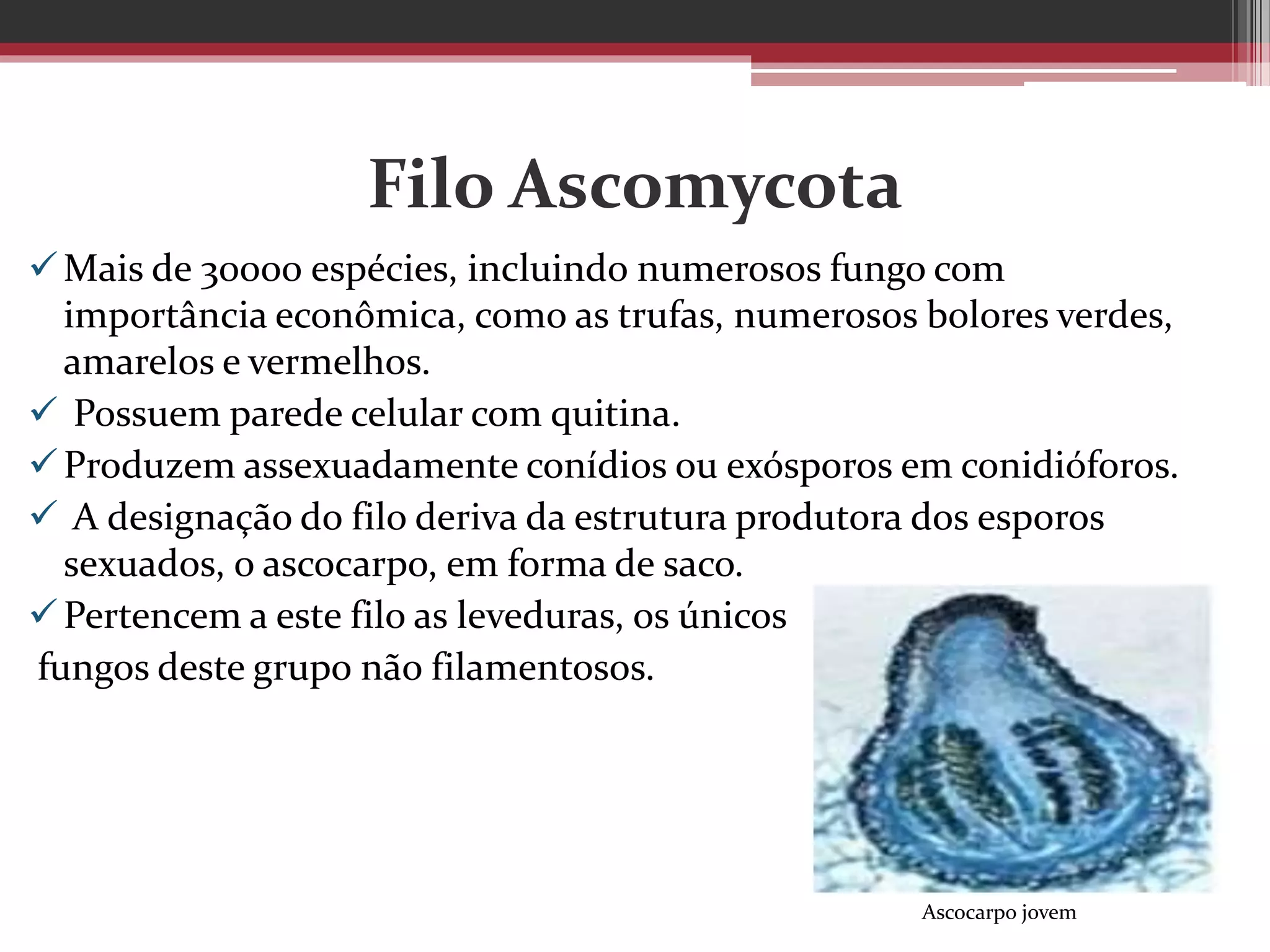 Filo Ascomycota
Mais de 30000 espécies, incluindo numerosos fungo com
importância econômica, como as trufas, numerosos bolores verdes,
amarelos e vermelhos.
 Possuem parede celular com quitina.
Produzem assexuadamente conídios ou exósporos em conidióforos.
 A designação do filo deriva da estrutura produtora dos esporos
sexuados, o ascocarpo, em forma de saco.
Pertencem a este filo as leveduras, os únicos
fungos deste grupo não filamentosos.
Ascocarpo jovem
 