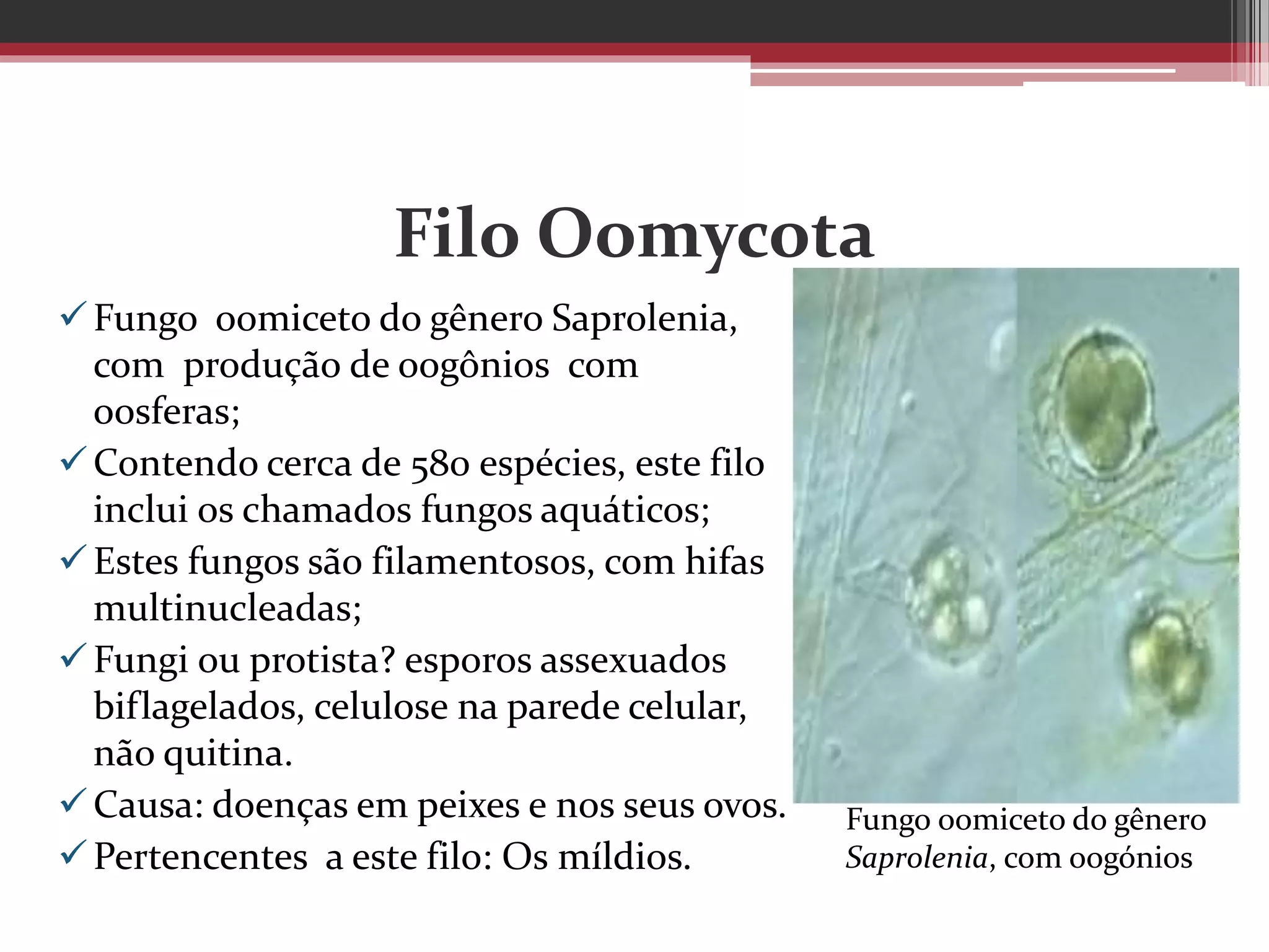 Filo Oomycota
Fungo oomiceto do gênero Saprolenia,
com produção de oogônios com
oosferas;
Contendo cerca de 580 espécies, este filo
inclui os chamados fungos aquáticos;
Estes fungos são filamentosos, com hifas
multinucleadas;
Fungi ou protista? esporos assexuados
biflagelados, celulose na parede celular,
não quitina.
Causa: doenças em peixes e nos seus ovos.
Pertencentes a este filo: Os míldios.
Fungo oomiceto do gênero
Saprolenia, com oogónios
 